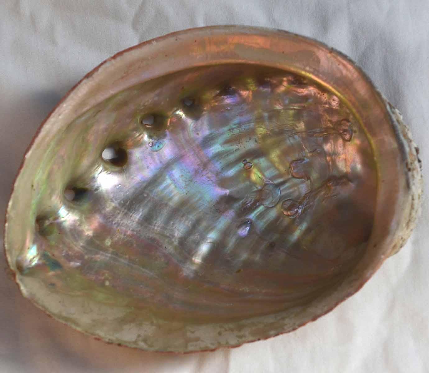 Complete whole Australian Awabi abalone shells natural. A grade shell size 140-180mm (5.5-7.1")