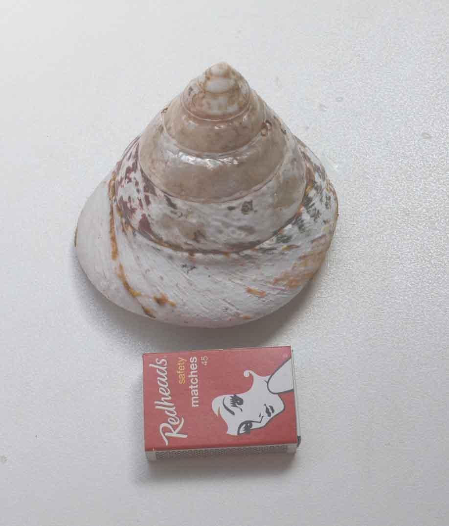 <p>Complete whole Trochus shell natural shell. Shell size 90-130mm (3.54-5.11")</p>