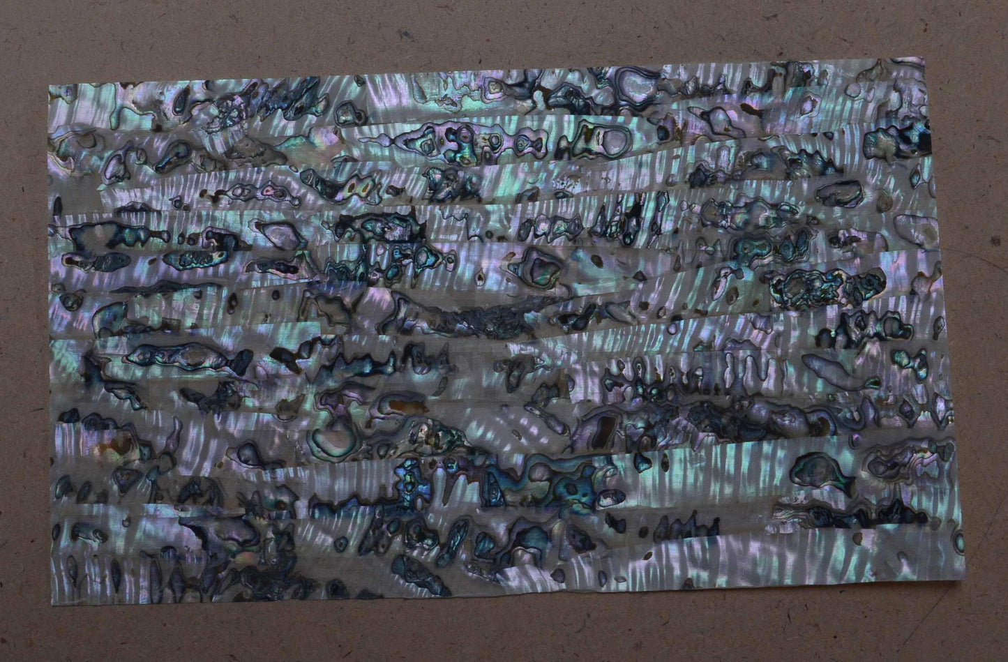 Green abalone B grade shell veneer also called Mexican green abalone sheet or Green abalone shell paper. Made from thin slices of genuine shell. Sheet size 240 x 140mm average thickness 0.15mm B grade sheets may have some worm holes and shell skin. Suitable for signwriting, marquetry, fishing lures, jewellery, architectural application, furniture and many other applications. Available with options - self adhesive backing, colour coating 1 side and a combination of colour coating and self adhesive.