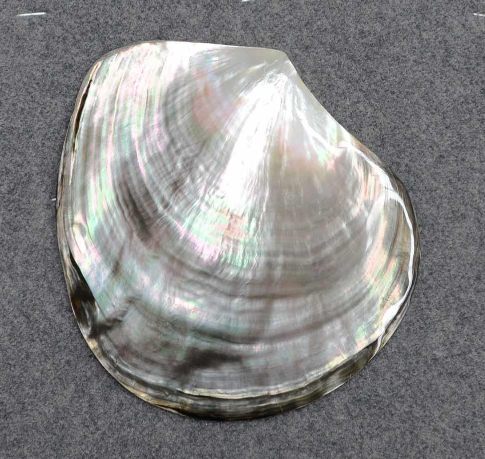 Whole Black (Tahitian) Mother of Pearl polished shell, Pearl shell - Pinctada margaritifera. Shell size 140mm (5.527") +