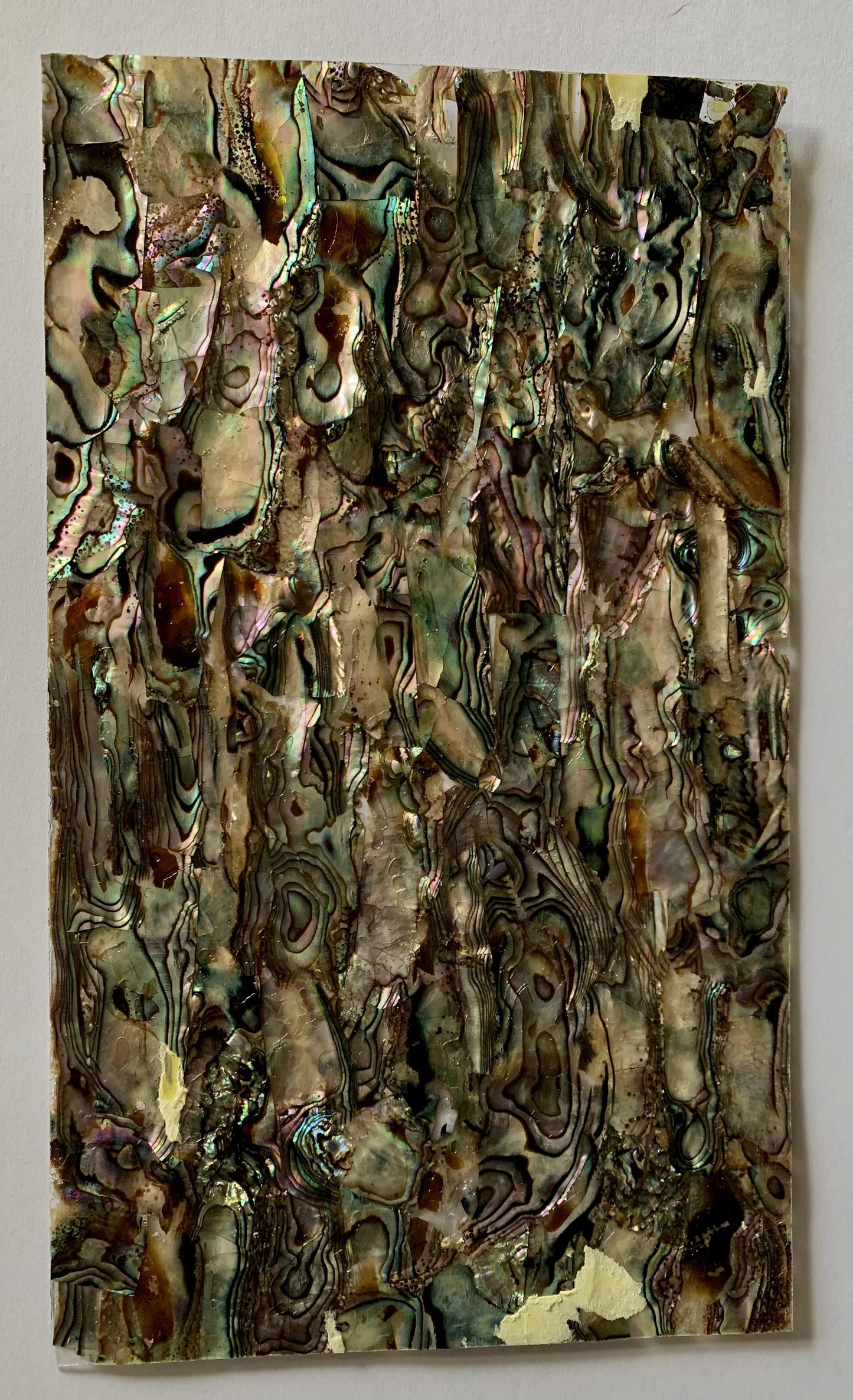 Green abalone B grade shell veneer also called Mexican green abalone sheet or Green abalone shell paper. Made from thin slices of genuine shell. Sheet size 240 x 140mm average thickness 0.2mm B grade sheets may have some worm holes and shell skin. Suitable for signwriting, marquetry, fishing lures, jewellery, architectural application, furniture and many other applications. Available with options - self adhesive backing, colour coating 1 side and a combination of colour coating and self adhesive.
