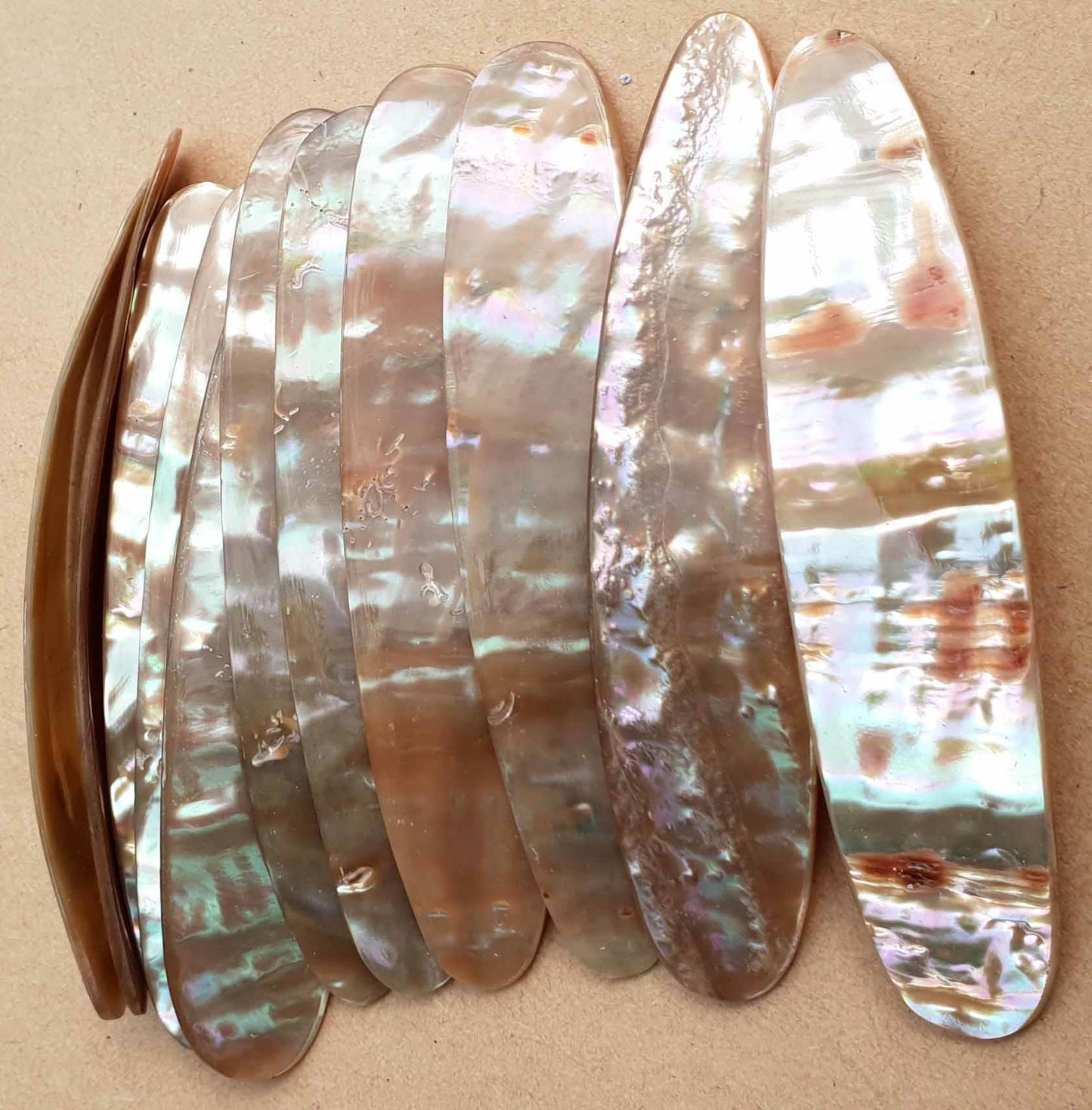 Awabi shell fishing lures (fishing spoons) are specially cut and polished solid shell pcs. Size 16 - 18 x 75-80x 1.5-2mm Made to specific bent shape without holes from A grade shell.