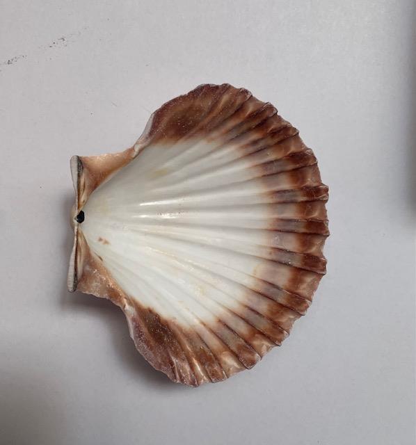 <p>Scallop shell 90-100mm thickness finished shells.</p>