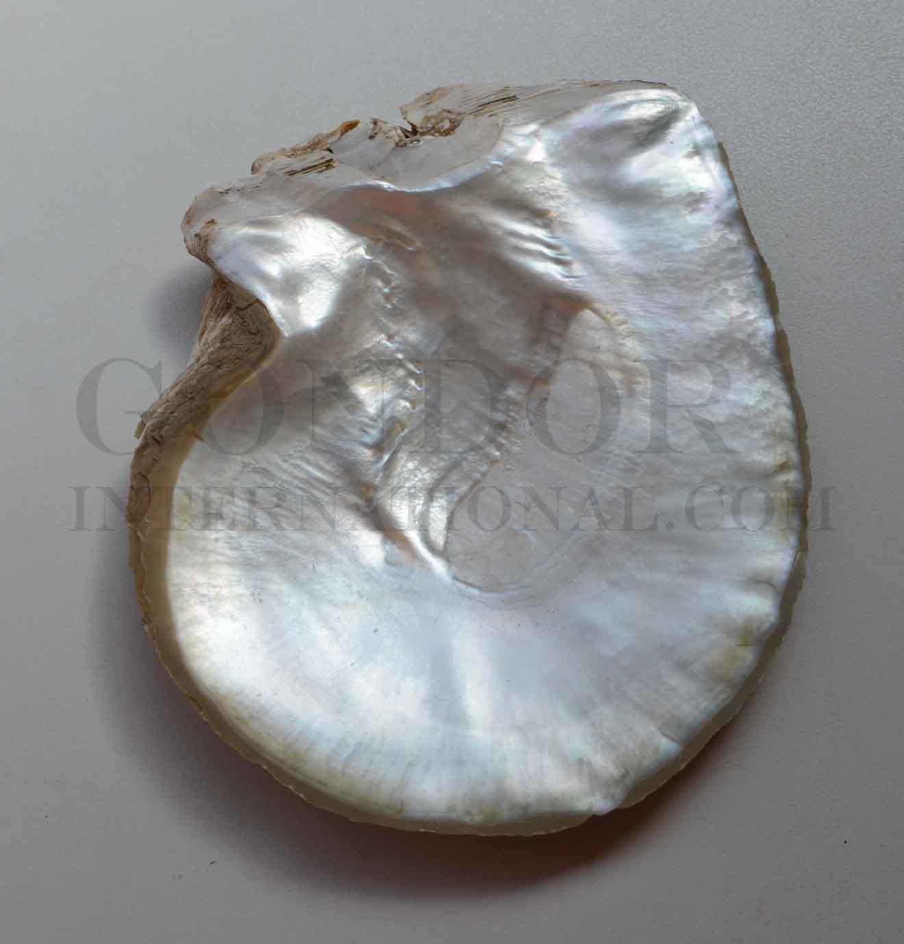 <p>Whole Mother of Pearl shell - Pinctada maxima natural shell. Shell size 160-190mm (6.3 -7.5")</p>
