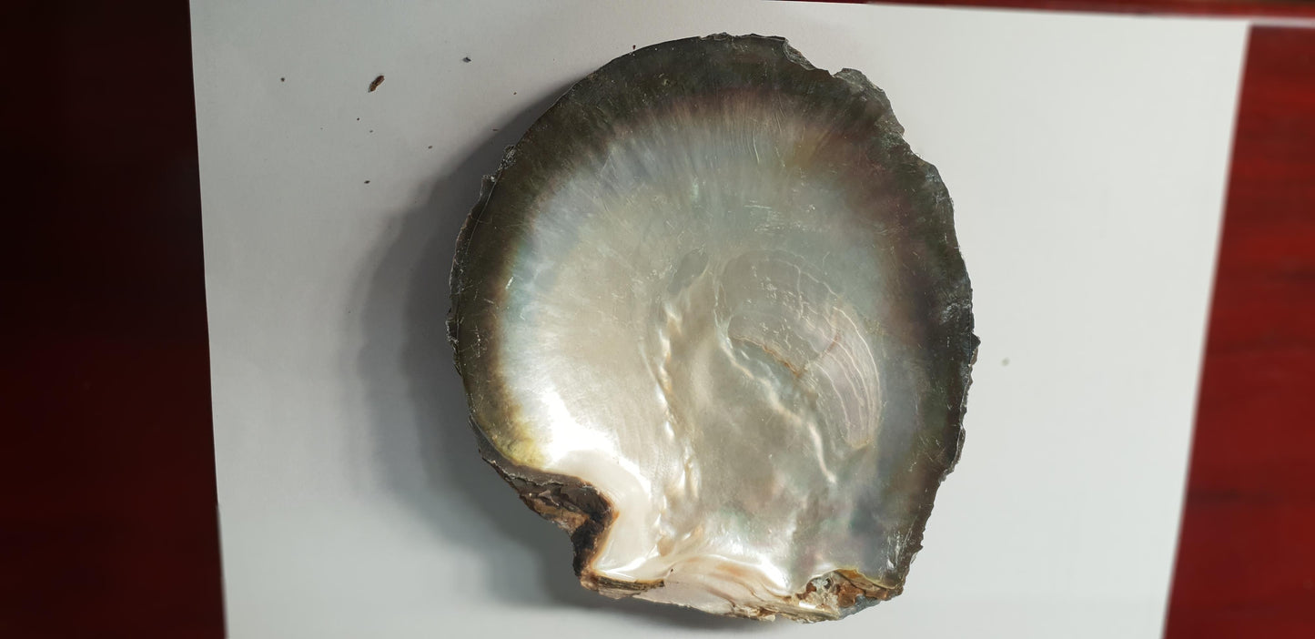 Black Mother of Pearl natural shell 120 - 170mm