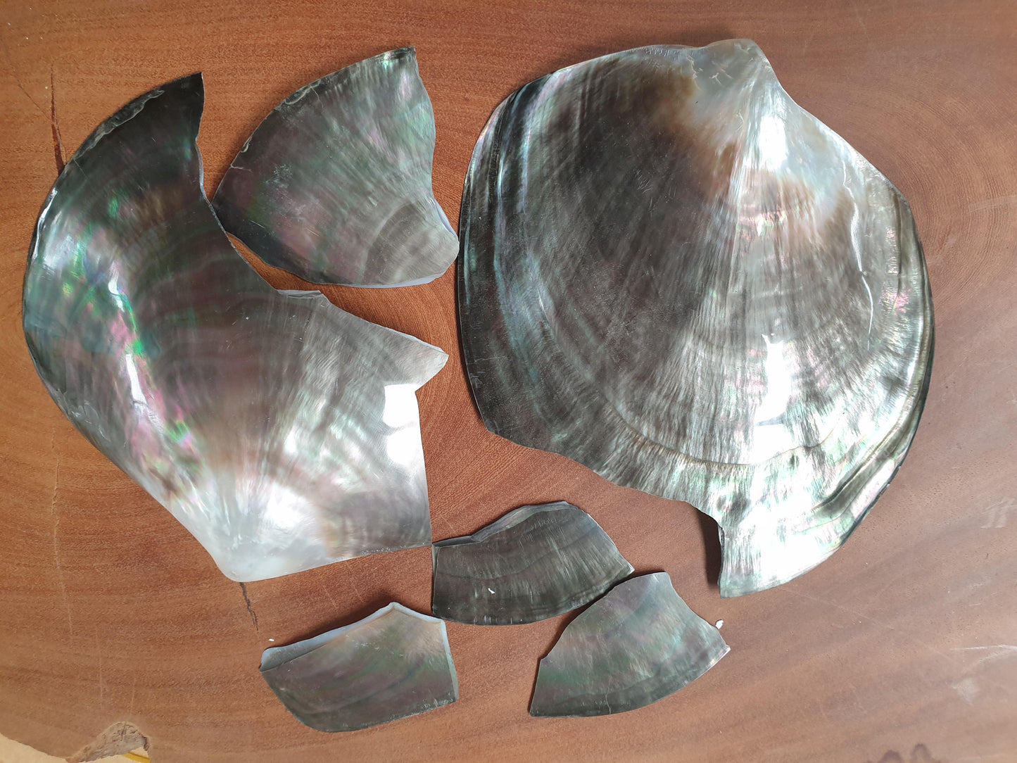 Black Mother of Pearl polished shell pcs sold as the lot.
