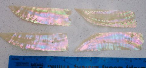 Awabi shell feathers 25-30mm width x 70-110mm length x 0.5mm (0.02") thickness - thinly sliced solid shell pcs. Cut along the curved part of shell they can yield larger pcs then standard solid shell blanks. Ideal for shallow inlay, overlay, fishing lure manufacture and other decorative purposes.