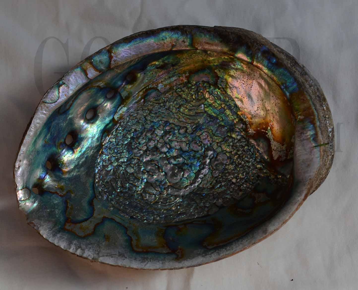 Complete whole Green abalone shells natural. A grade shell size 120-200mm (4.72-7.87")