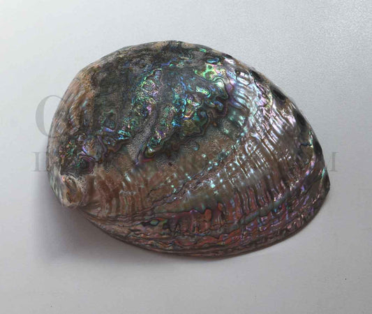 Complete whole Green abalone polished shell. A grade shell size 120-170mm (4.72-6.7")