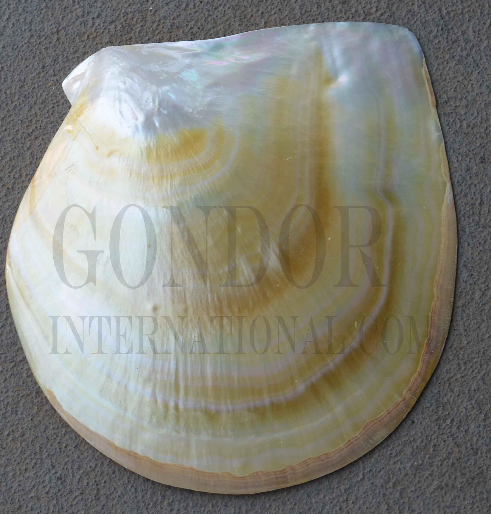 <p>Complete whole Mother of Pearl polished shell, Pearl shell - Pinctada maxima polished shell. Shell size 145-160mm (5.7-6.3")</p>