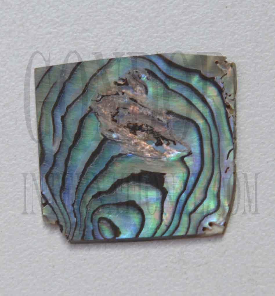 <p>Paua abalone (New Zealand Paua shell) flat inlay blanks size 25 - 30mm (1 - 1.18") width x 25 - 30mm (1 - 1.18") length x 1.3mm (0.05") thickness A grade good on at least 1 side may have some worm damage or shell skin on edges of reverse side.</p>