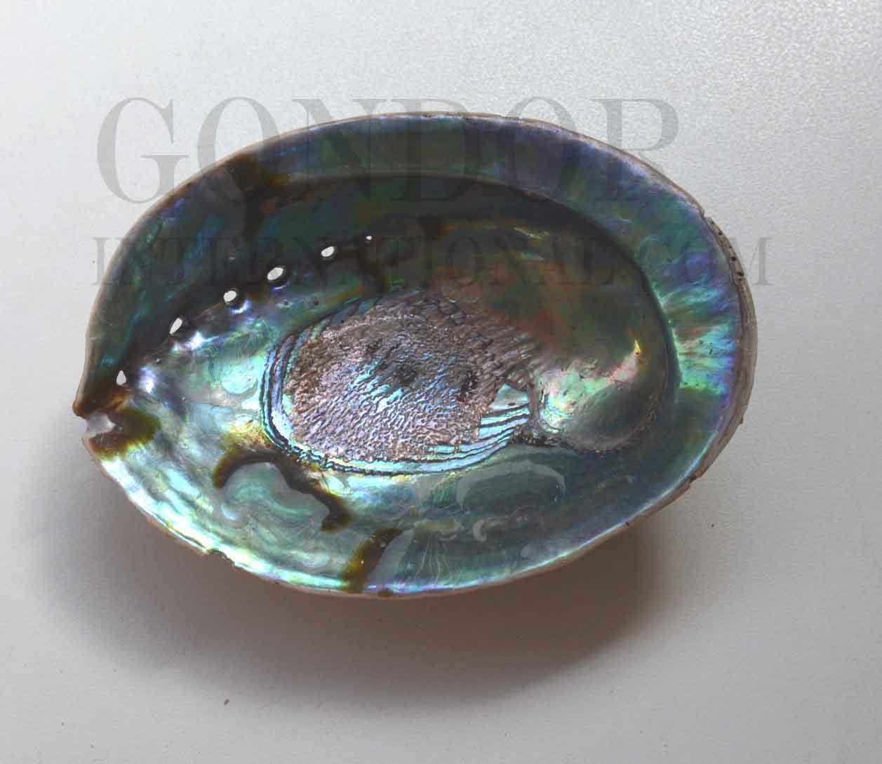 Complete whole New Zealand Paua shell, New Zealand abalone shell - Haliotis iris natural shell. Shell size 130-170mm (5.12-6.7")