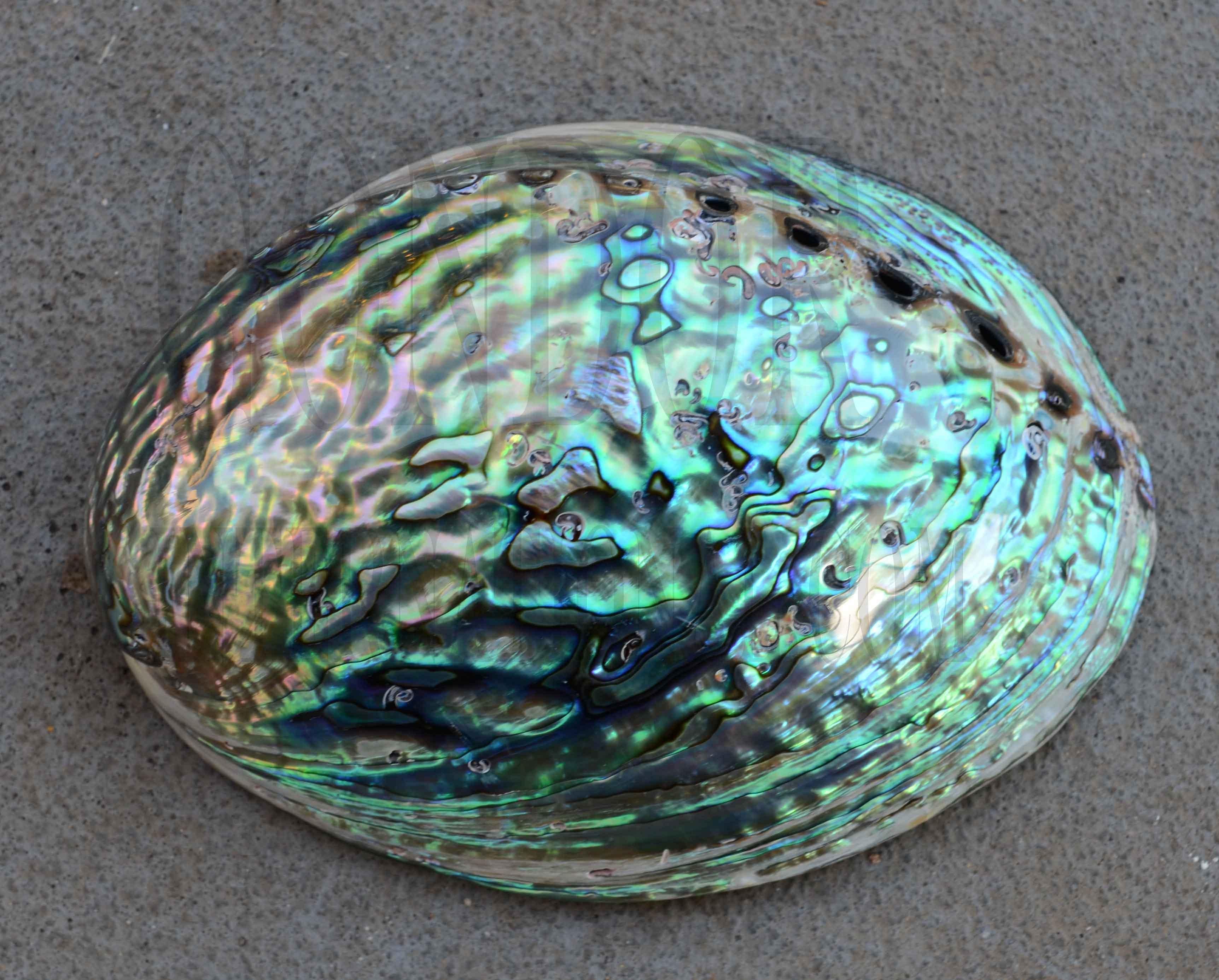 Complete whole New Zealand Paua shell polished, New Zealand abalone shell - Haliotis iris polished shell. Shell size 130-170mm (5.12-6.7")