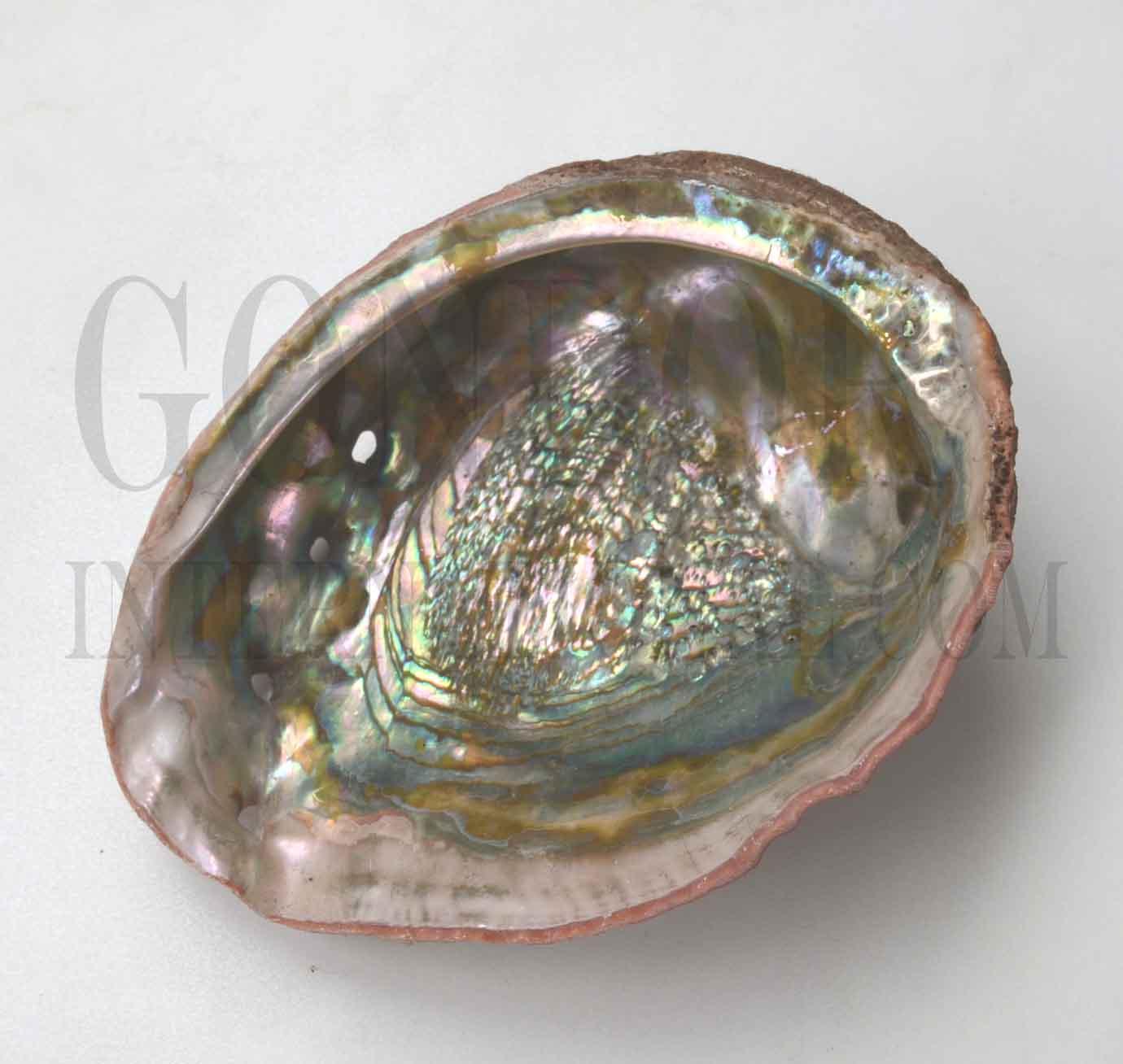 Complete whole Red abalone shell, Californian abalone shell - Haliotis rufescent natural shell. Shell size 170-230mm (6.7-9")