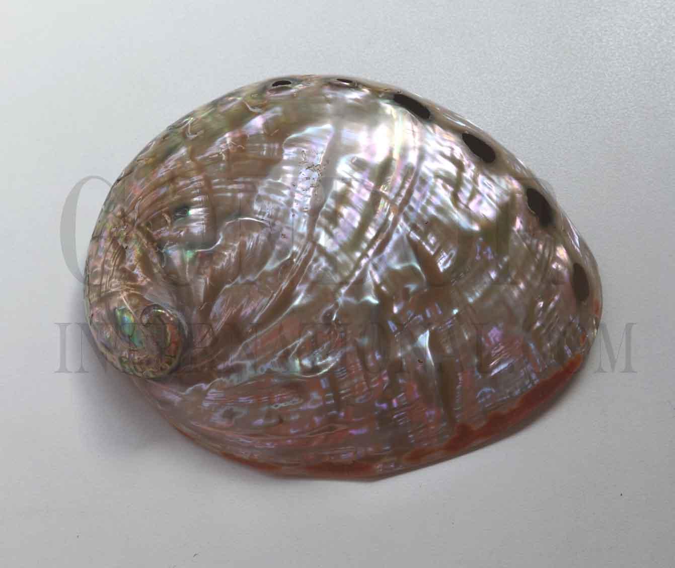 Complete whole polished Red abalone shell, Californian abalone shell - Haliotis rufescent polished pearly shell. Shell size 170-230mm (6.7-9")