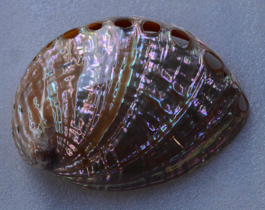 Awabi Shell Button Awabi shell natural and polished – Mother of Pearl Supplies