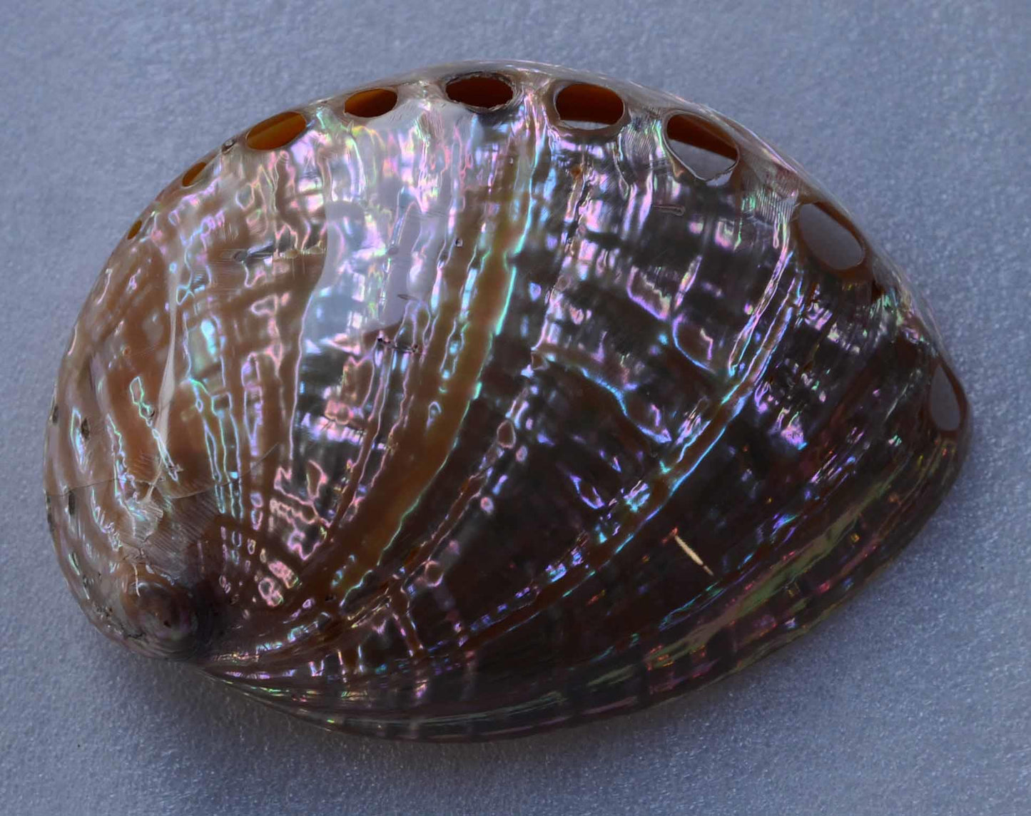 Complete whole Japanese Awabi shells polished. A grade shell size 140-180mm (5.5-7.1")