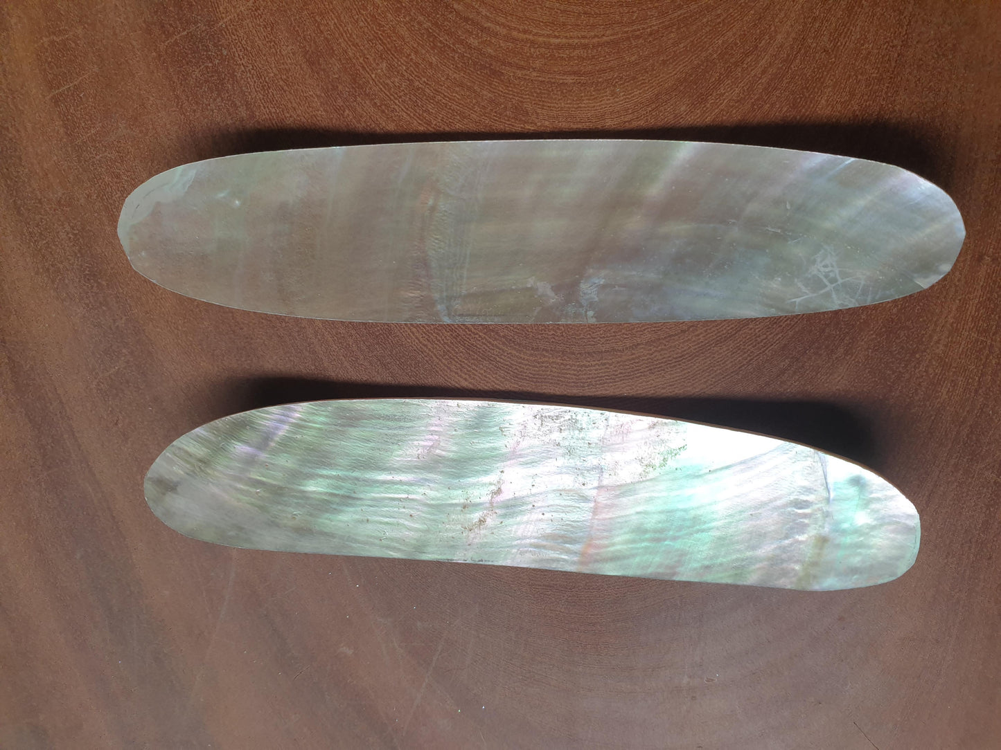 Australian Greenlip abalone natural blanks 25 x 120 x 2-3mm Natural bend A grade blanks.