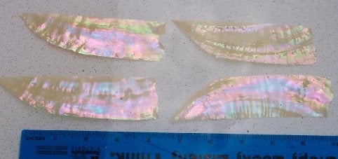 Awabi shell feathers 30mm width x 70-110mm length x 1mm thickness solid shell pcs. Cut along the curved part of shell. The pcs have some natural curve but parts can be flatten when applying to surface.
